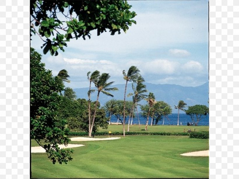 Hyatt Regency Maui Resort And Spa Kaanapali Hotel, PNG, 1024x768px, Kaanapali, Arecales, Beach, Borassus Flabellifer, Estate Download Free