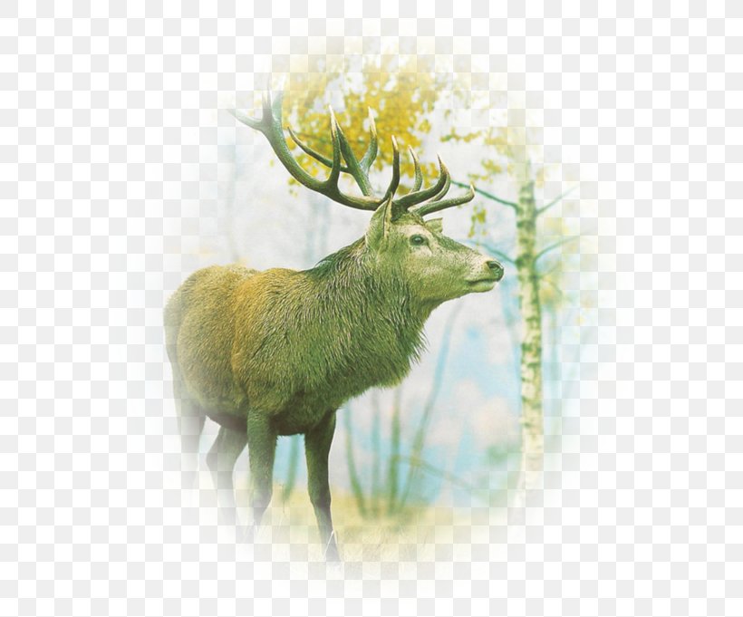 Reindeer Antler Roe Deer Elk, PNG, 600x681px, Reindeer, Antler, Basabizitza, Blog, Deer Download Free