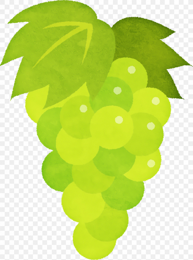 Grape Seedless Fruit Leaf Green Fruit, PNG, 1188x1600px, Grape, Biology, Fruit, Green, Leaf Download Free
