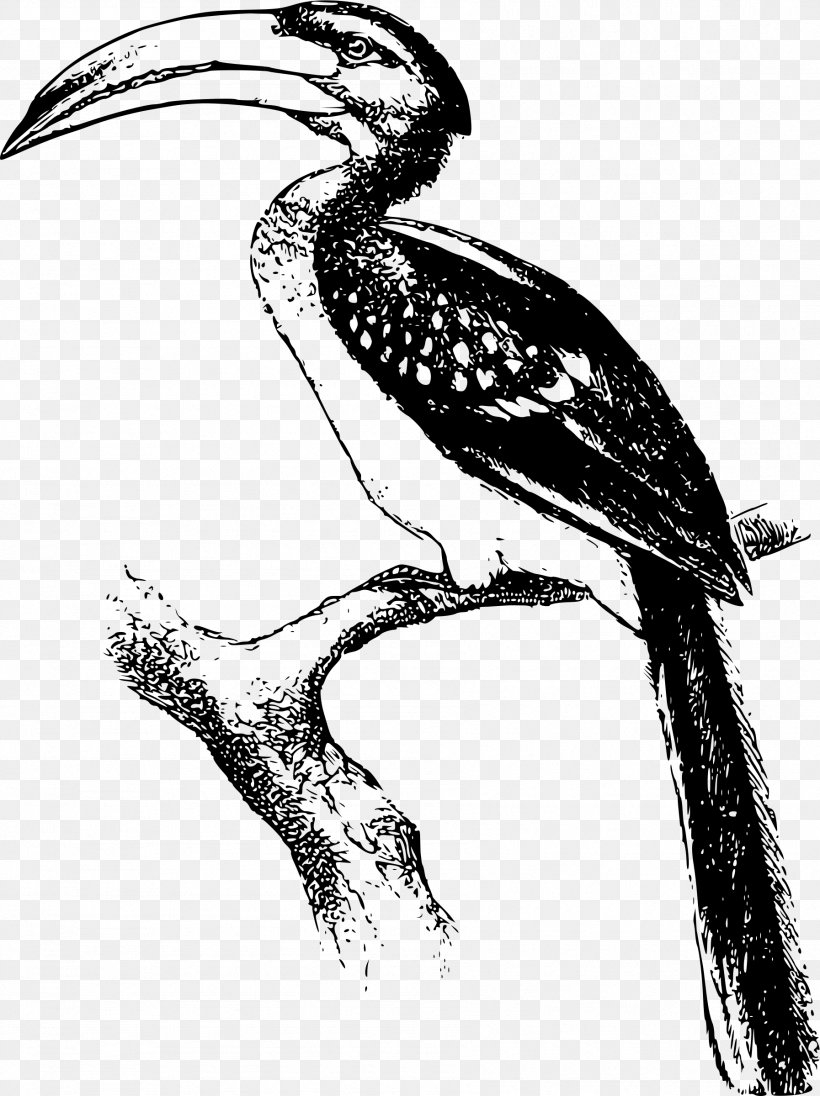 Hornbill Black And White Bird Clip Art, PNG, 1794x2400px, Hornbill, Animal, Art, Beak, Bird Download Free