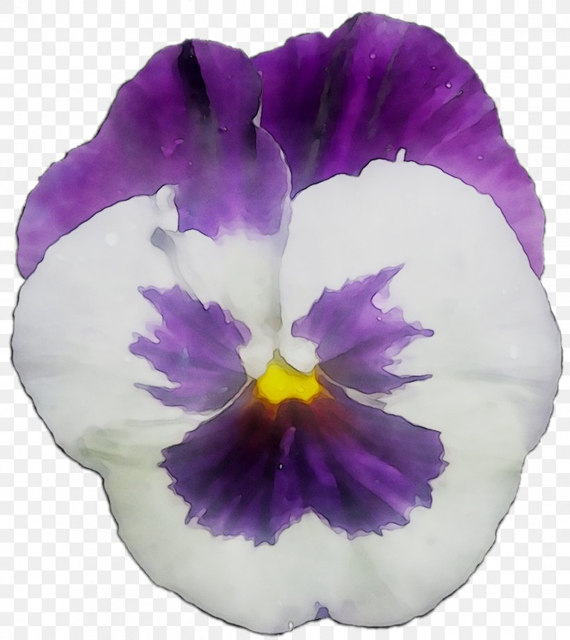 Pansy Sweet Violet Blue Annual Plant, PNG, 1016x1141px, Pansy, Annual Plant, Blue, Cattleya, Color Download Free