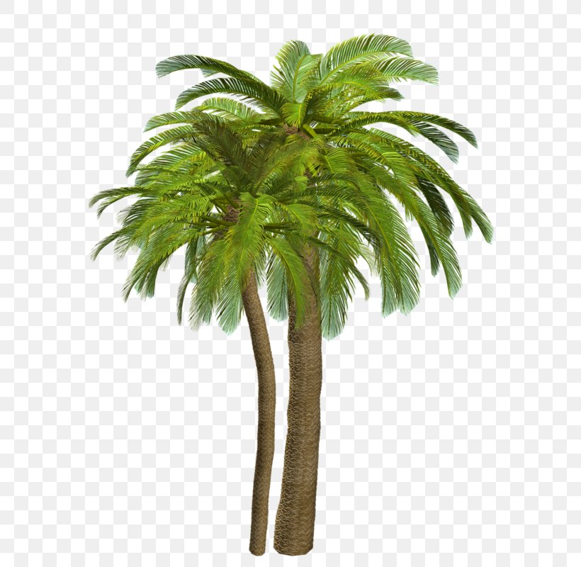 Adonidia Merrillii Veitchia Palm Branch Tree, PNG, 575x800px, Adonidia, Adonidia Merrillii, Arecales, Attalea Speciosa, Christmas Day Download Free