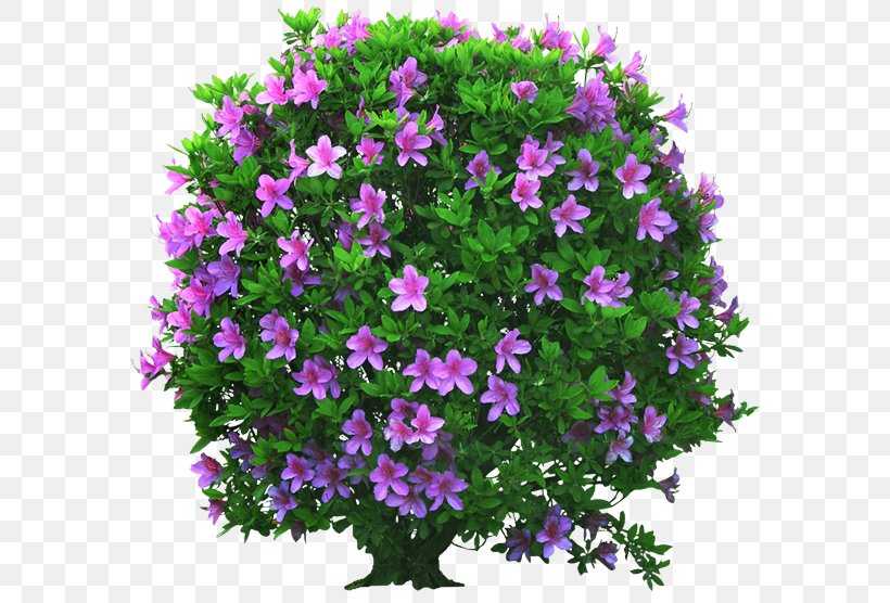 Flower Plant Purple Pink Shrub, PNG, 600x556px, Flower, Annual Plant, Groundcover, Magenta, Petunia Download Free
