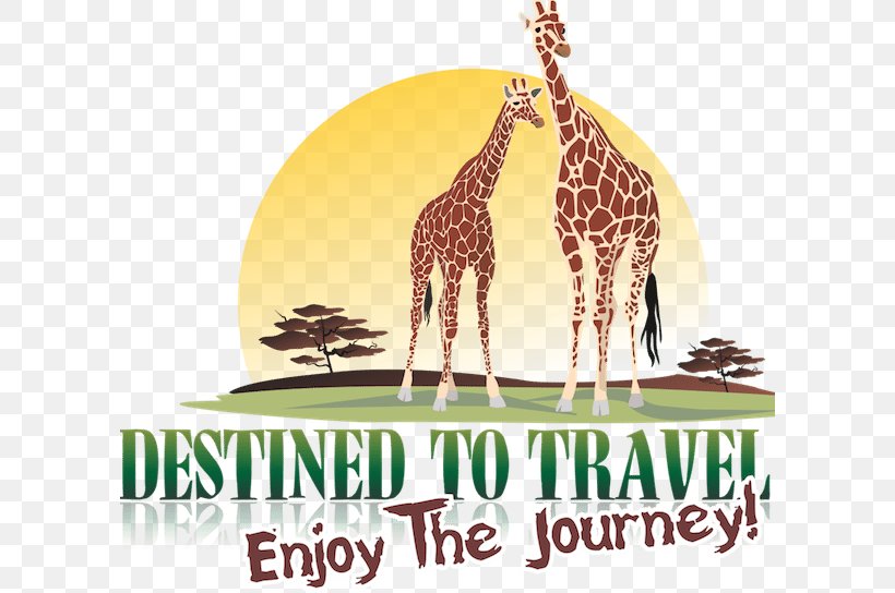Giraffe Travel Seronera Safari Birth, PNG, 600x544px, Giraffe, Birth, Blog, Childbirth, Facebook Download Free