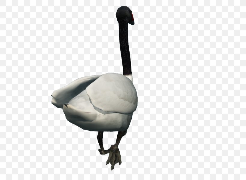 Goose Cygnini Duck, PNG, 800x600px, Goose, Beak, Bird, Cygnini, Duck Download Free