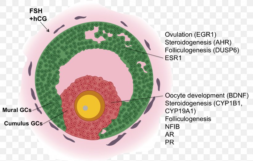 Granulosa Cell Antral Follicle Oocyte Gene Expression Profiling, PNG, 1619x1031px, Cell, Cell Culture, Endocrine System, Follicular Cell, Folliculogenesis Download Free