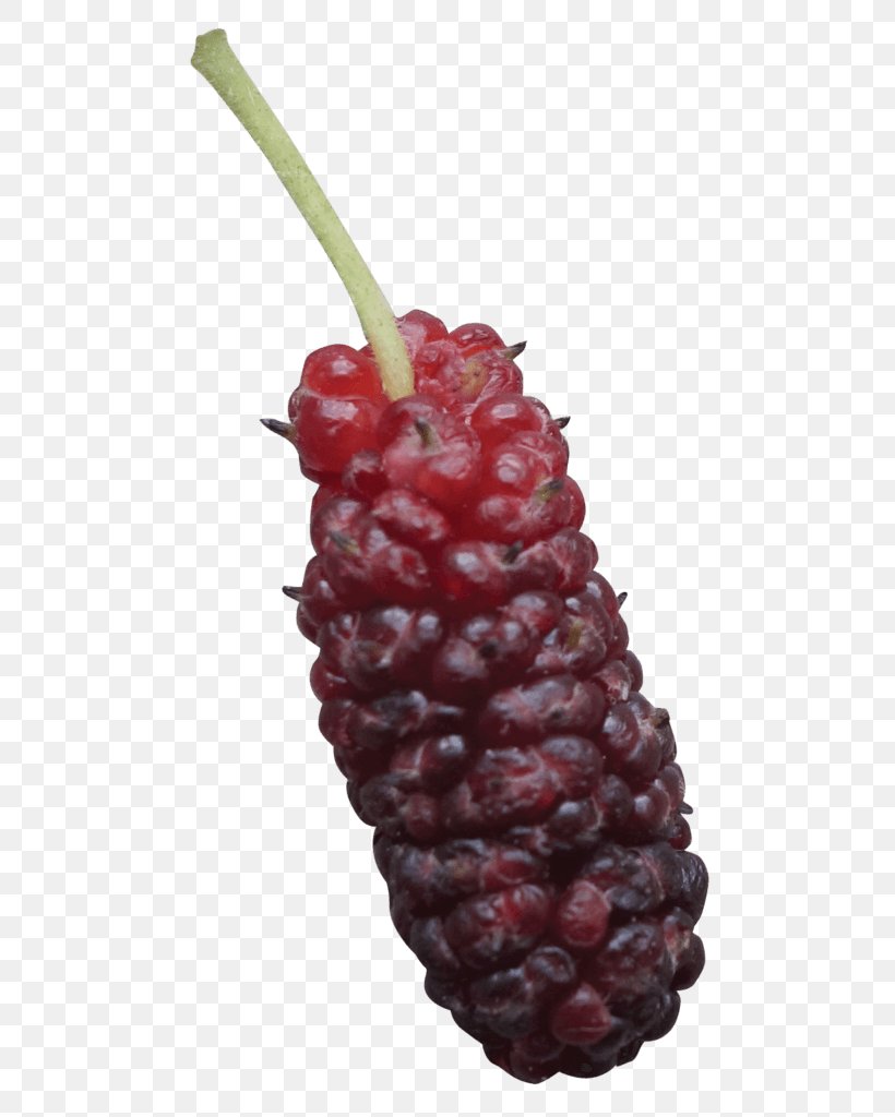 Shiraz Cabernet Sauvignon Merlot Mataro Red Mulberry, PNG, 547x1024px, Shiraz, Accessory Fruit, Berry, Blackberry, Blackcurrant Download Free