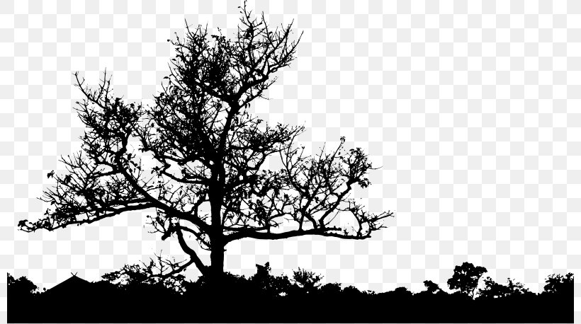 Silhouette Clip Art, PNG, 800x458px, Silhouette, Black And White, Branch, Conifer, Flora Download Free