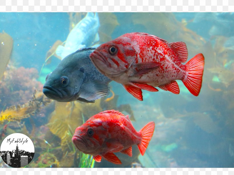 Goldfish Koi Aquariums Ecosystem Water, PNG, 1890x1417px, Goldfish, Aquarium, Aquariums, Biology, Bony Fish Download Free