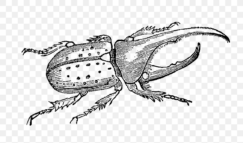 Hercules Beetle Weevil Animal Illustrations Drawing, PNG, 799x483px, Beetle, Animal Illustrations, Arthropod, Artwork, Black And White Download Free