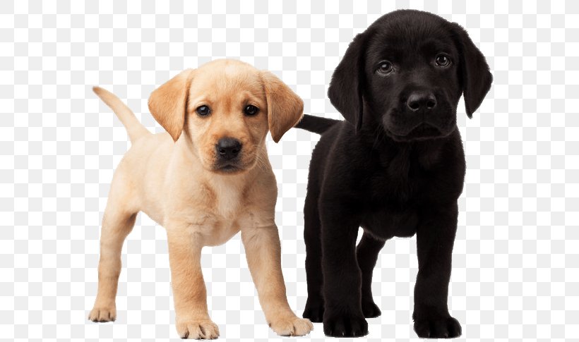 Labrador Retriever Puppy Dalmatian Dog Golden Retriever, PNG, 613x485px, Labrador Retriever, Carnivoran, Companion Dog, Cuteness, Dalmatian Dog Download Free