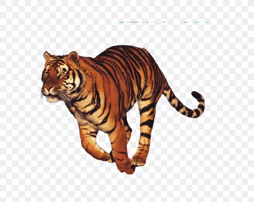 Run Tiger Felidae National Museum Of The Civil War Soldier, PNG, 1592x1272px, Tiger, Android, Big Cat, Big Cats, Carnivoran Download Free