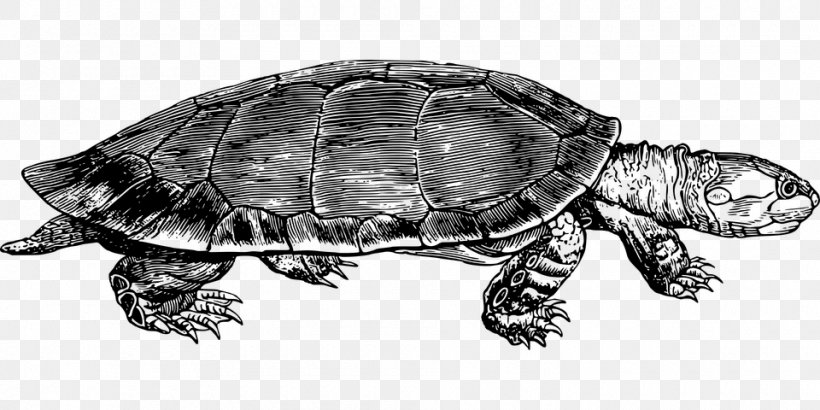 Box Turtles Reptile Common Snapping Turtle Clip Art, PNG, 960x480px, Turtle, Box Turtle, Box Turtles, Chelydridae, Common Snapping Turtle Download Free