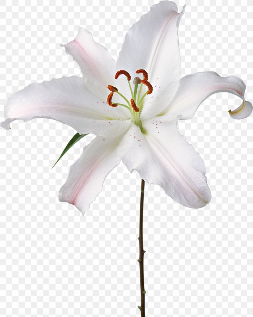 Flower Fleur-de-lis Lilium Candidum, PNG, 957x1200px, Flower, Cut Flowers, Fleur Blanche, Fleurdelis, Flowering Plant Download Free