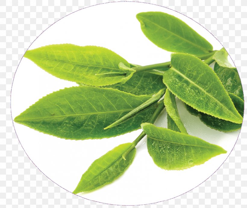Green Tea Sunscreen Tea Production In Sri Lanka Food, PNG, 841x709px, Tea, Antioxidant, Black Tea, Cereal Germ, Drink Download Free