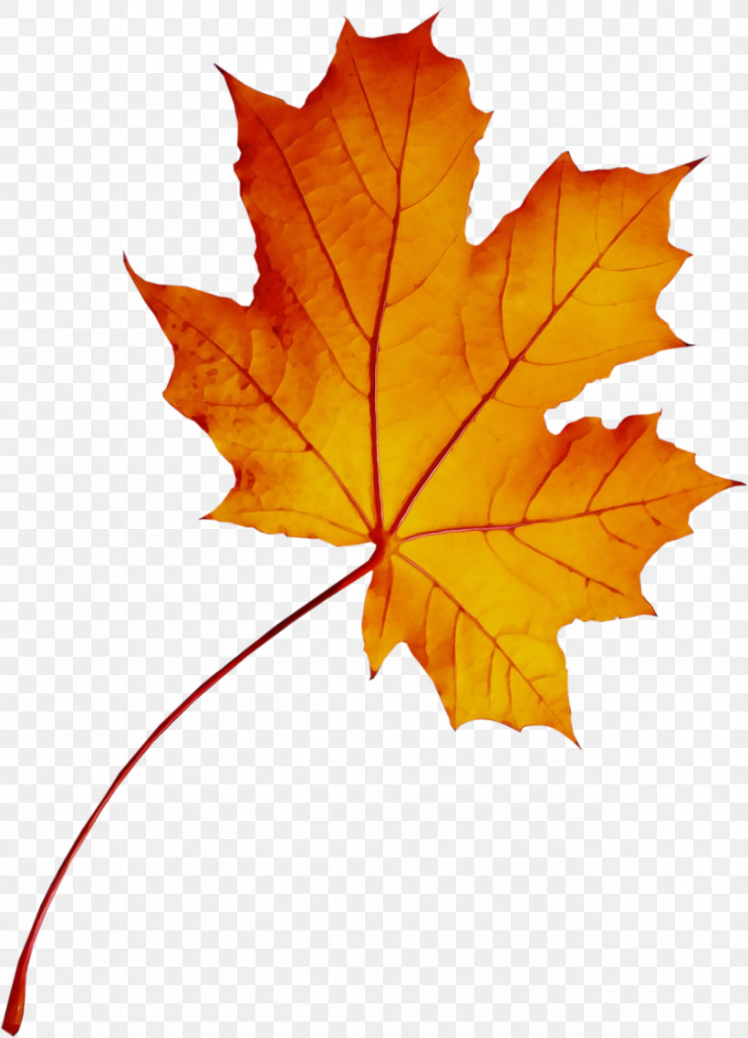 Maple Leaf, PNG, 1255x1742px, Watercolor, Biology, Leaf, Maple, Maple Leaf Download Free