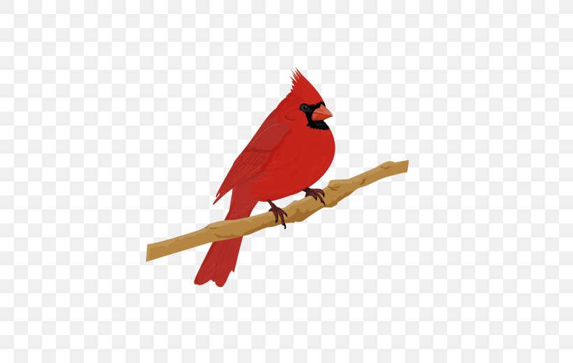 Northern Cardinal Bird St. Louis Cardinals House Sparrow, PNG, 600x520px, Cardinal, Beak, Bird, Bullfinch, Common Blackbird Download Free