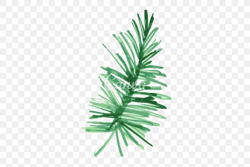 Pine Fir Leaf Plant Watercolor Painting, PNG, 550x550px, Pine, Branch, Conifer, Conifers, Drawing Download Free