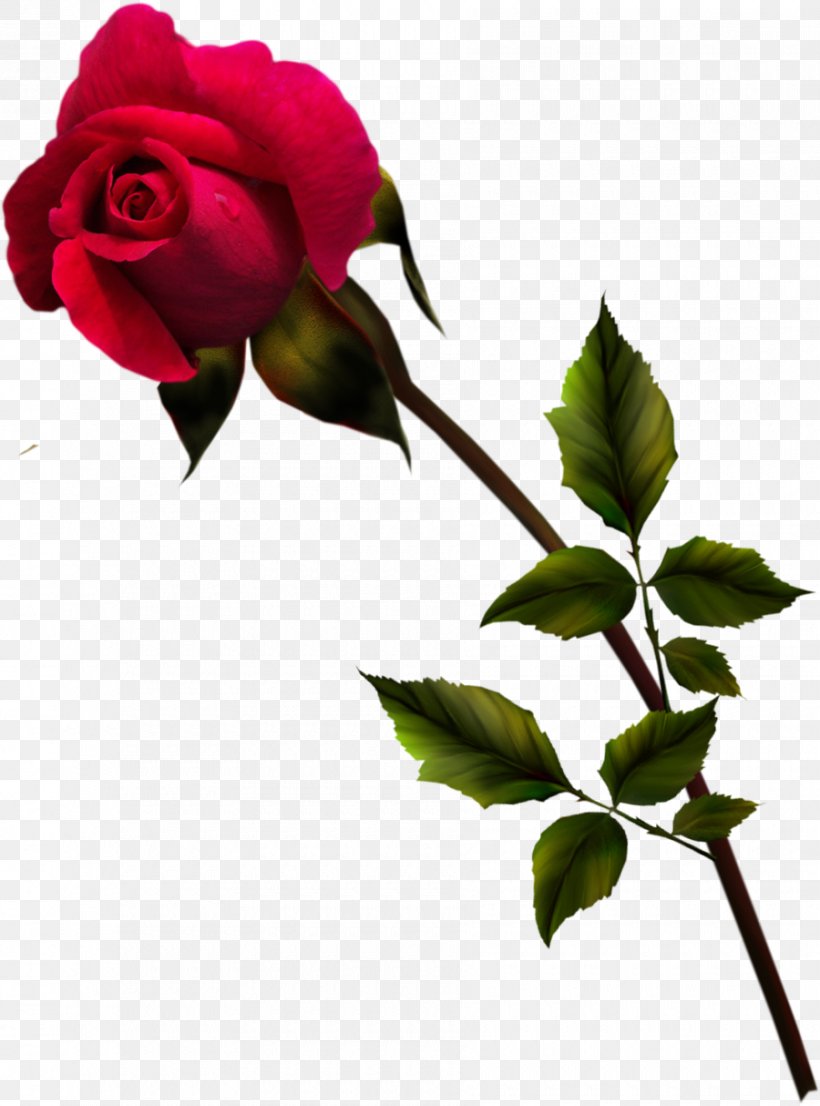 Rosa Gallica Centifolia Roses Flower Garden Roses Blue Rose, PNG, 900x1214px, Rosa Gallica, Blue, Blue Rose, Branch, Bud Download Free
