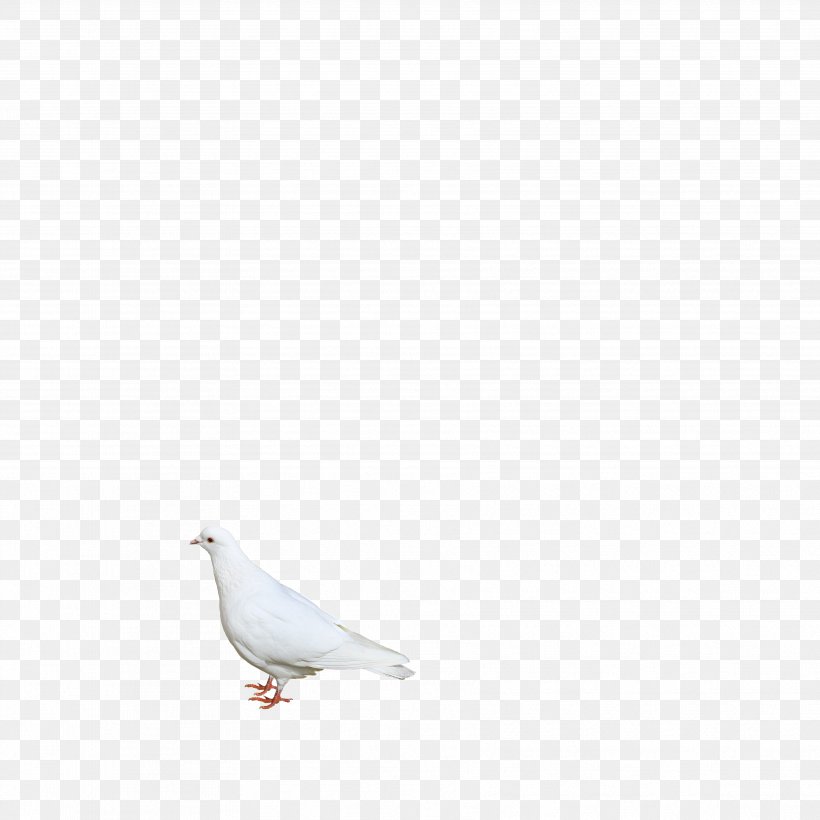 White Beak Angle Pattern, PNG, 3543x3543px, White, Beak, Bird, Sky, Wing Download Free