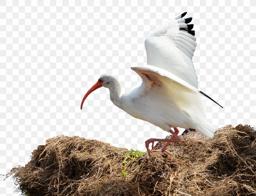 Bird Nest Ibis, PNG, 2915x2232px, Bird, Beak, Bird Flight, Bird Nest, Cattle Egret Download Free