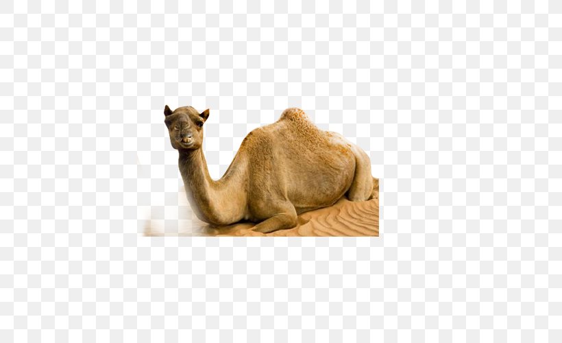Dromedary Bactrian Camel Desert, PNG, 500x500px, Dromedary, Animal, Arabian Camel, Bactrian Camel, Camel Download Free