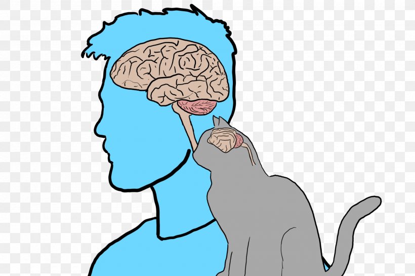 Brain Cat Neuron Sensory Receptor Nose, PNG, 2000x1330px, Watercolor, Cartoon, Flower, Frame, Heart Download Free