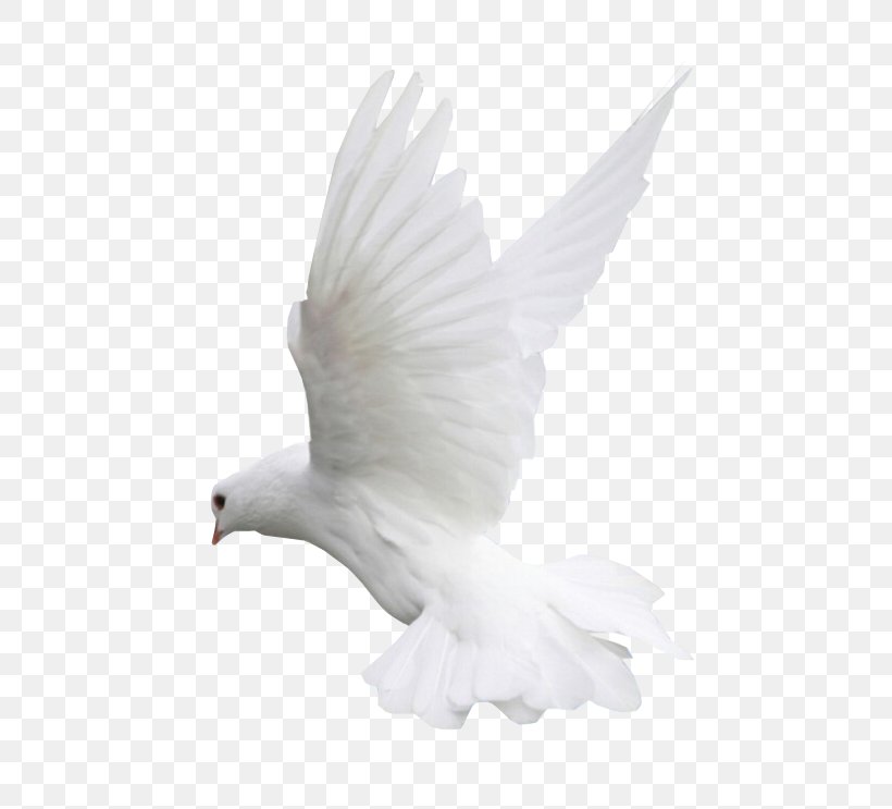Columbidae Doves As Symbols Bird Clip Art, PNG, 571x743px, Columbidae, Beak, Bird, Bird Of Prey, Dove Download Free