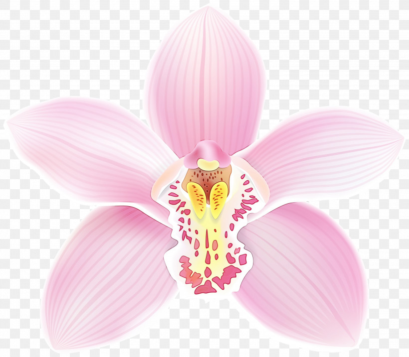 Moth Orchids Flower Cattleya Orchids Petal Orchids, PNG, 3000x2624px, Watercolor, Biology, Cattleya Orchids, Flower, Lilac Download Free