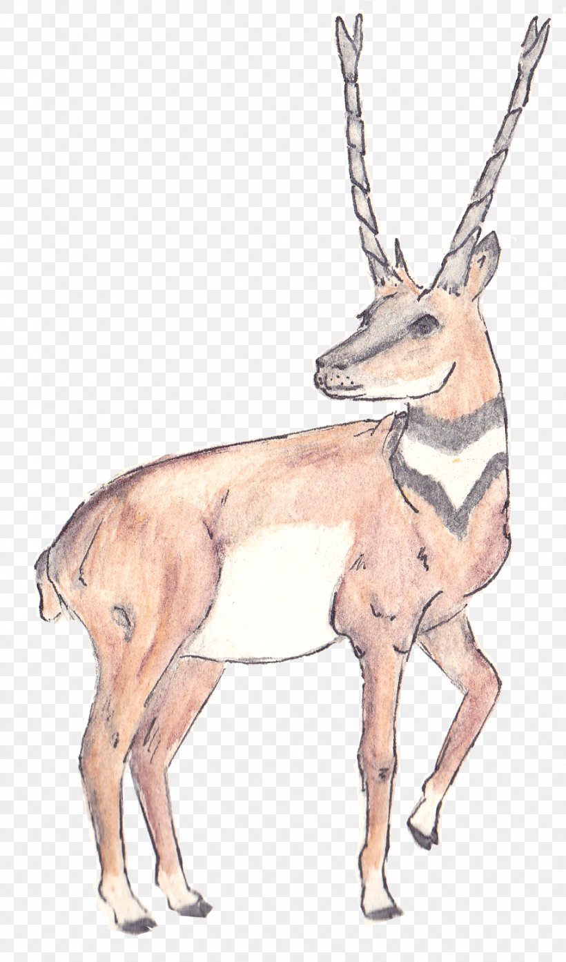 Musk Deer Antelope Reindeer Horn, PNG, 912x1551px, Deer, Animal, Antelope, Antler, Cenozoic Download Free