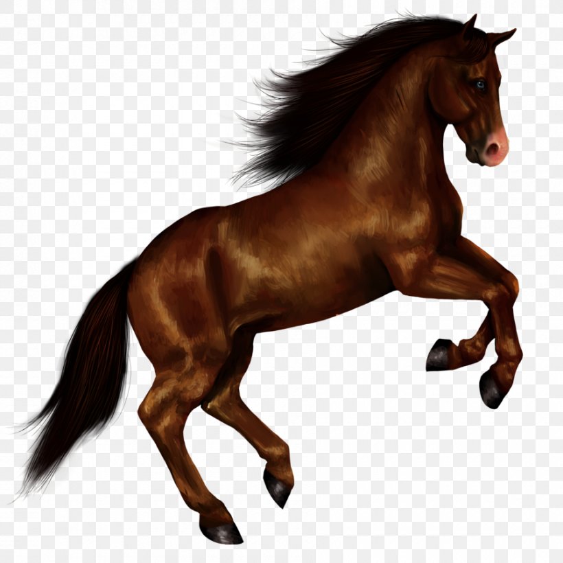 Mustang Clip Art, PNG, 900x900px, American Paint Horse, Bridle, Canter And Gallop, Colt, Dressage Download Free