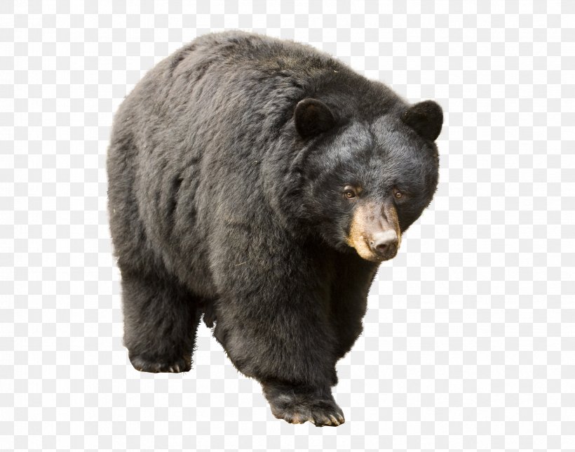 Polar Bear Asian Black Bear Florida Black Bear Louisiana Black Bear Cougar, PNG, 3364x2644px, United States, American Black Bear, Asian Black Bear, Bear, Bear Attack Download Free