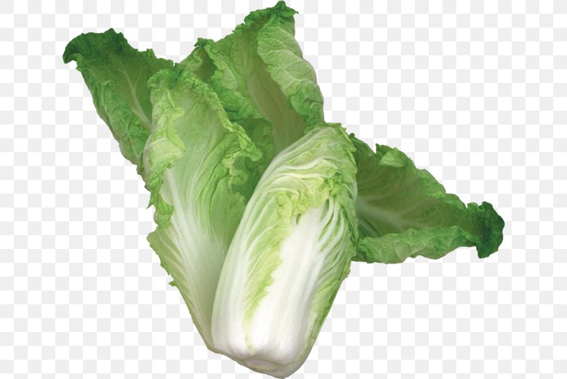 Romaine Lettuce Capitata Group Spring Greens Cruciferous Vegetables Collard Greens, PNG, 640x548px, Romaine Lettuce, Brassica Oleracea, Cabbage, Cabbages, Capitata Group Download Free
