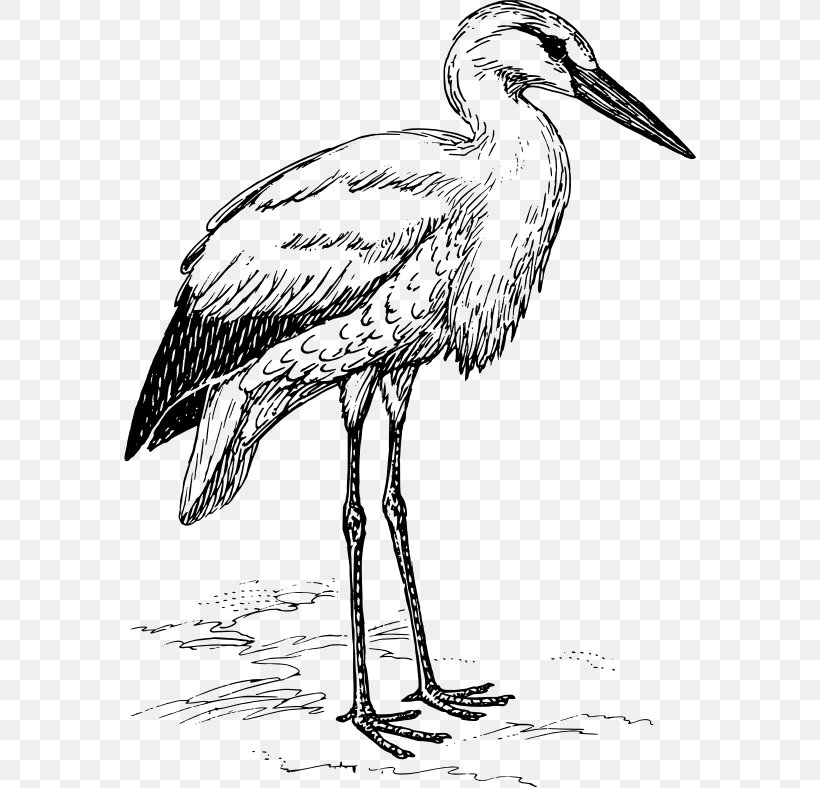 White Stork Heron Marabou Stork Bird, PNG, 572x788px, White Stork, Art, Beak, Bird, Black And White Download Free