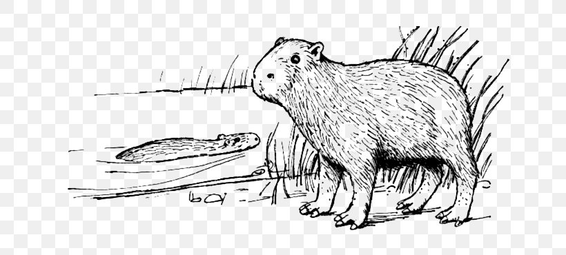 Capybara Rodent Coloring Book Clip Art, PNG, 706x370px, Capybara, Agouti, Animal Figure, Artwork, Beaver Download Free