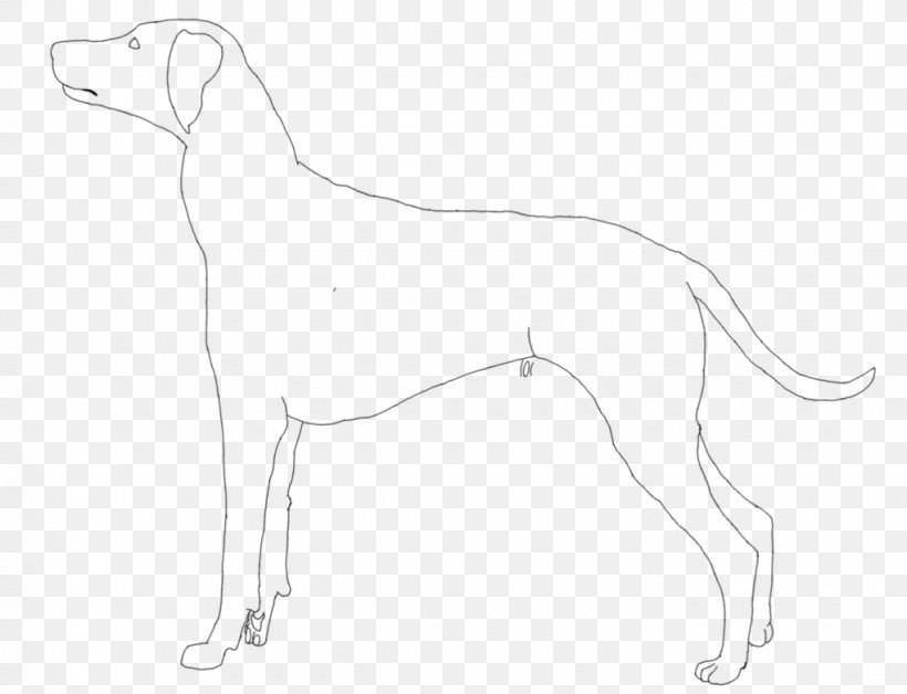 Whippet Saluki Italian Greyhound Sloughi Spanish Greyhound, PNG, 1021x783px, Whippet, Amazing World Of Gumball, Art, Artist, Artwork Download Free