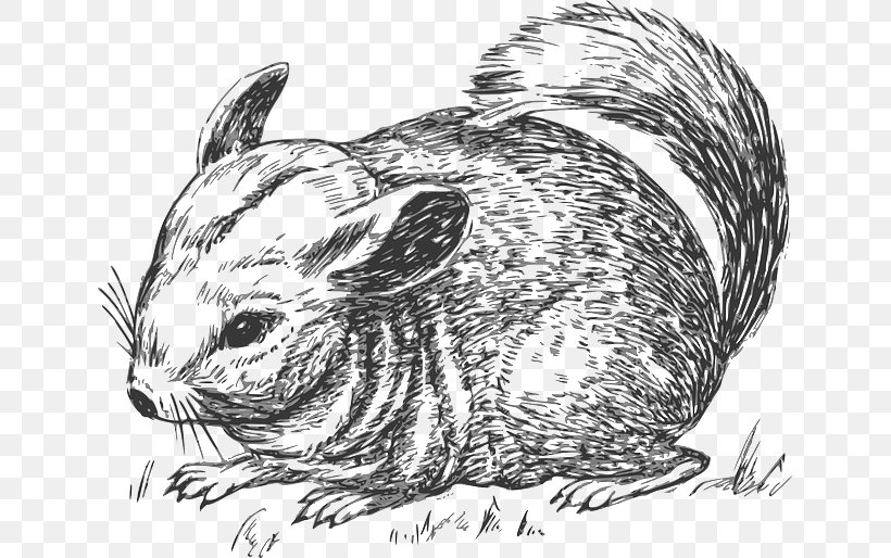 Chinchilla Clip Art, PNG, 640x514px, Chinchilla, Black And White, Carnivoran, Domestic Rabbit, Drawing Download Free