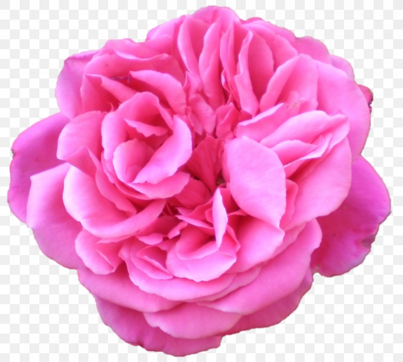 Garden Roses Cabbage Rose Floribunda Flower, PNG, 1047x943px, Garden Roses, Artificial Flower, Cabbage Rose, Carnation, Cut Flowers Download Free