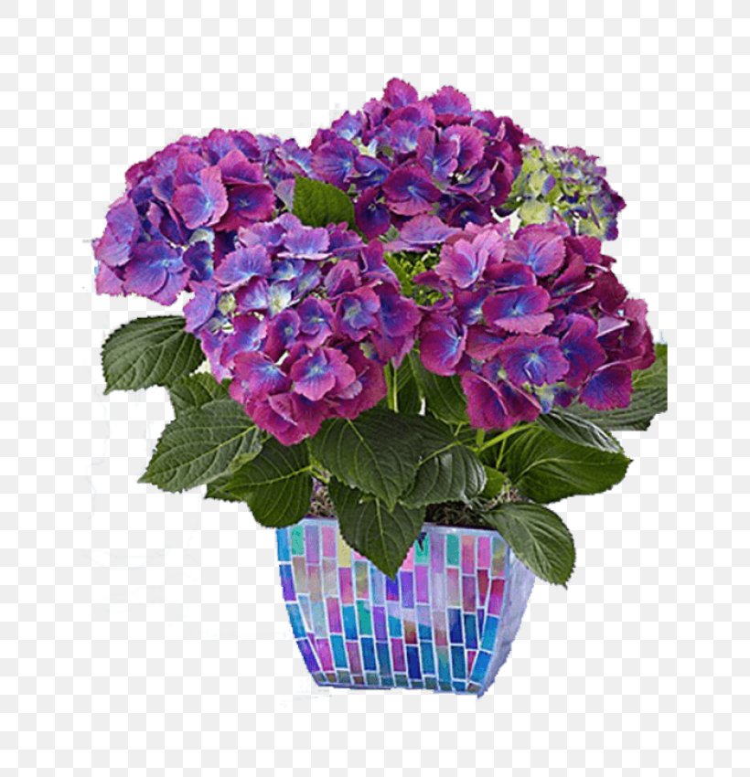 1-800-Flowers Hydrangea Flowerpot Plant, PNG, 700x850px, Hydrangea, Annual Plant, Artificial Flower, Cornales, Cut Flowers Download Free
