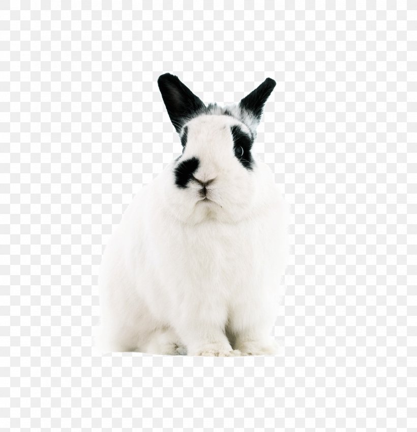 Domestic Rabbit Hare Easter Bunny Dwarf Rabbit, PNG, 1557x1611px, Domestic Rabbit, Animal, Domestic Animal, Dwarf Rabbit, Ear Download Free