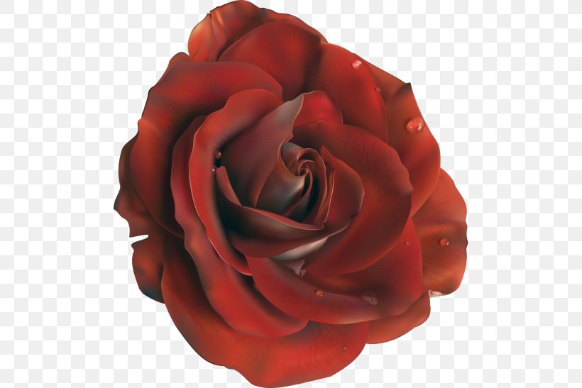 Flower Clip Art, PNG, 500x547px, Flower, Centifolia Roses, Cut Flowers, Floribunda, Flowering Plant Download Free