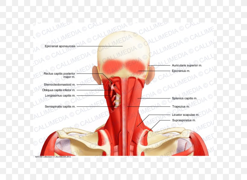 Head And Neck Anatomy Splenius Capitis Muscle Posterior Triangle Of The Neck, PNG, 600x600px, Watercolor, Cartoon, Flower, Frame, Heart Download Free