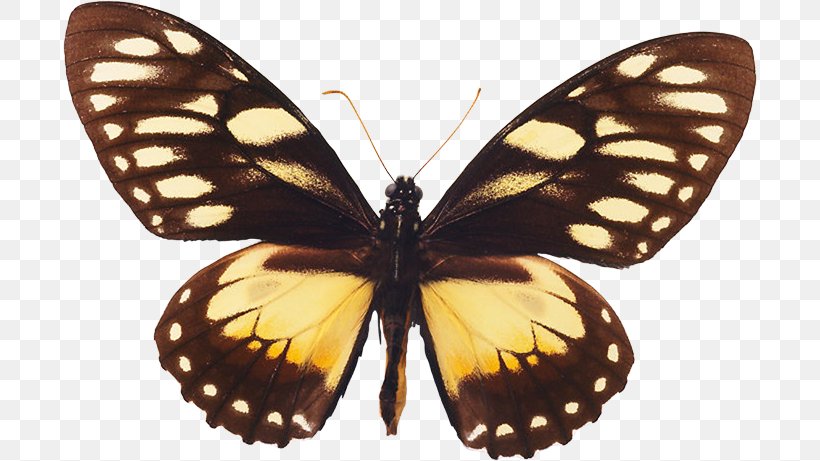 Monarch Butterfly Pieridae Gossamer-winged Butterflies Brush-footed Butterflies, PNG, 694x461px, Monarch Butterfly, Arthropod, Brush Footed Butterfly, Brushfooted Butterflies, Butterflies And Moths Download Free