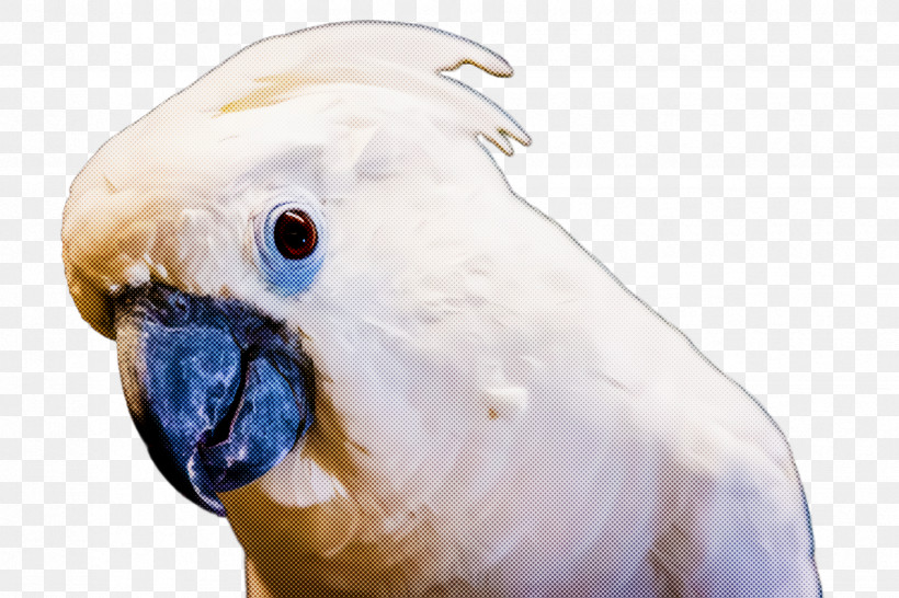 Bird Beak Cockatoo Parrot Parakeet, PNG, 2448x1632px, Bird, Beak, Budgie, Cockatoo, Parakeet Download Free