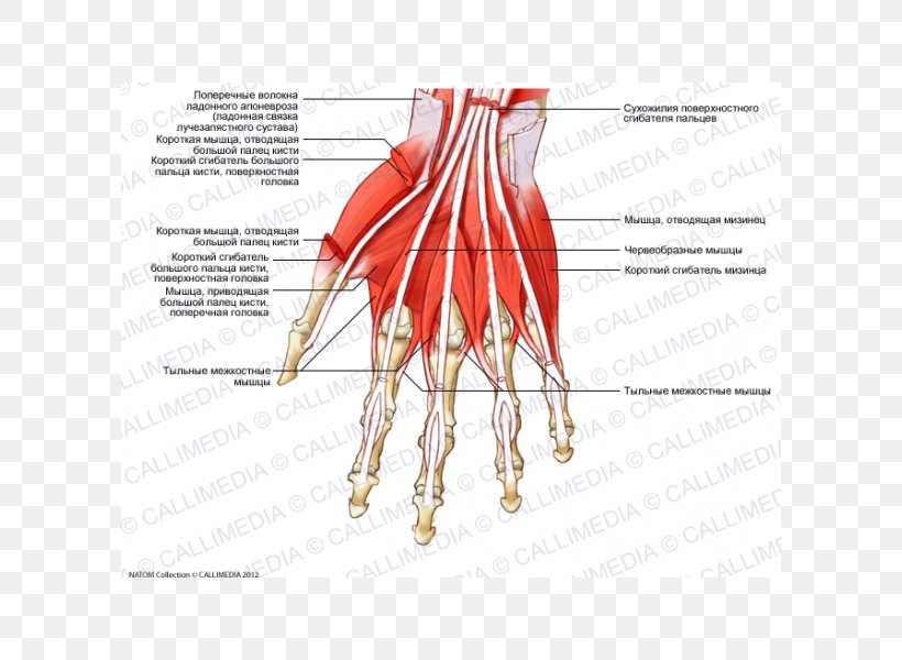 Finger Muscle Dorsal Interossei Of The Hand Lumbricals Of The Hand, PNG, 600x600px, Watercolor, Cartoon, Flower, Frame, Heart Download Free