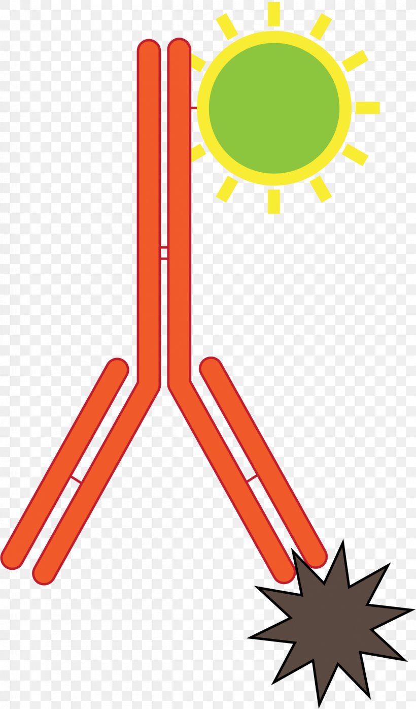 Immunofluorescence Immunoconjugate Immunohistochemistry Antibody Immunology, PNG, 1200x2044px, Immunofluorescence, Agglutination, Antibody, Antigen, Area Download Free