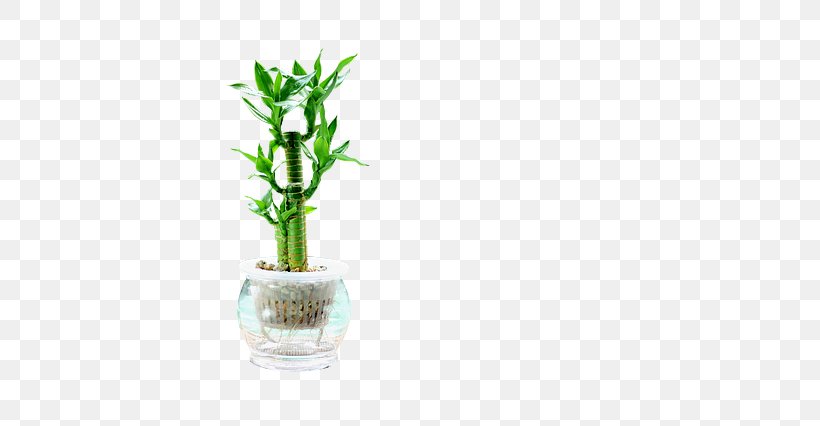 Lucky Bamboo Plant Stem Tropical Woody Bamboos Flowerpot, PNG, 640x426px, Lucky Bamboo, Alibaba Group, Com, Dracaena, Flowerpot Download Free