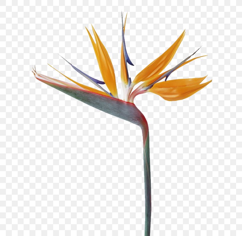 Strelitzia Reginae Bird Flower Bouquet, PNG, 800x800px, Strelitzia Reginae, Beach Rose, Bird, Bird Of Paradise Flower, Flower Download Free