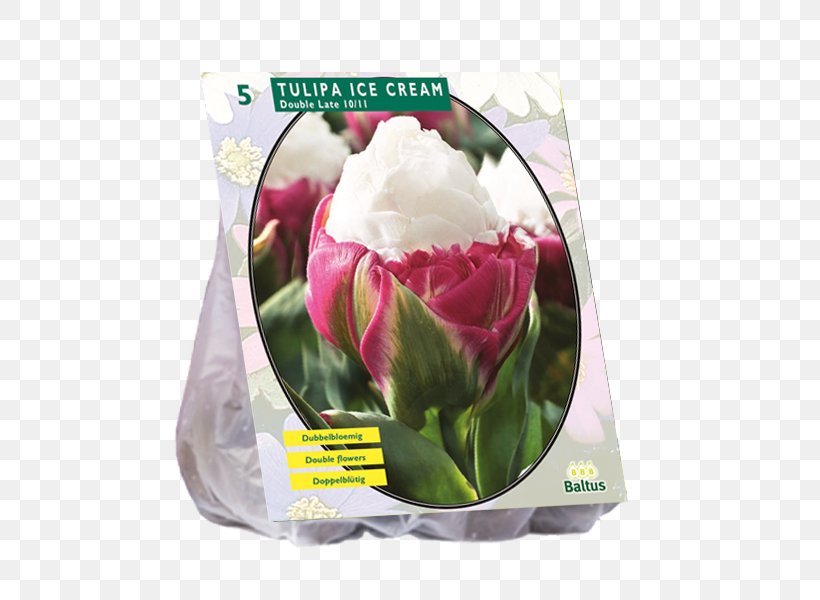 Tulip Ice Cream Bulb Cut Flowers Petal, PNG, 600x600px, Tulip, Bulb, Cut Flowers, Double, Eightball Download Free