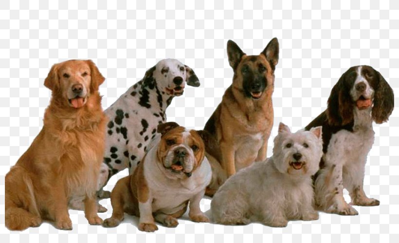Dog Genetics Genetic Diversity Biodiversity Pet, PNG, 800x499px, Dog, Animal, Biodiversity, Carnivoran, Companion Dog Download Free